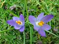 2012-0217_1300_Crocuses_11,2C